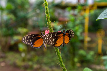 Beautiful close up view of the Monarch butterfly in Costa Rica