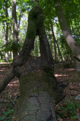 Nature creates a geometric form of a tree