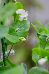 ワンタンスープ