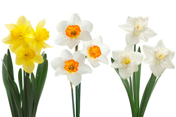 Narcissus flower isolated on white