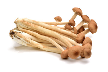 An image showing some oriental willow mushrooms, or brown tea tree mushrooms. Popularly used in chinese 