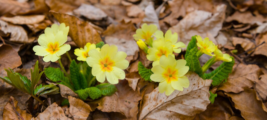 closeup heap of yellow wild flowers in a dry leaves, beautiful spring natural background