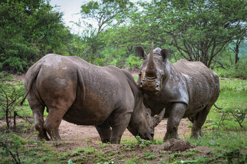 Naklejka premium Two White Rhino fighting