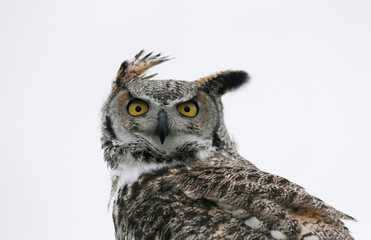 Eagle Owl (bubo bubo) is looking in the camera