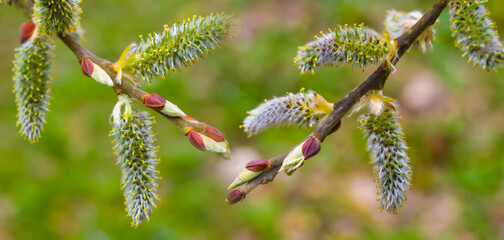 closeup willow tree branch in a blosson, natural spring outdoor background