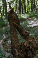 Fototapeta na wymiar Nature creates a geometric form of a tree