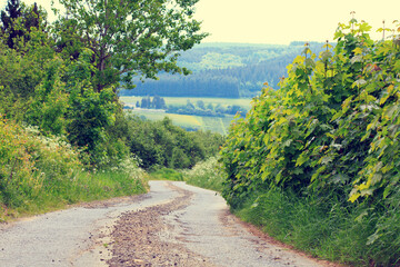 Fototapeta na wymiar Summer landscape with green field and road.