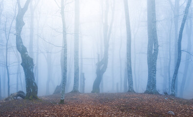 mystical forest in a dense blye mist, concept natural background