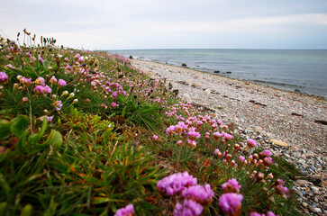 Pebble Beach at Samso Island, Denmark, Europe.