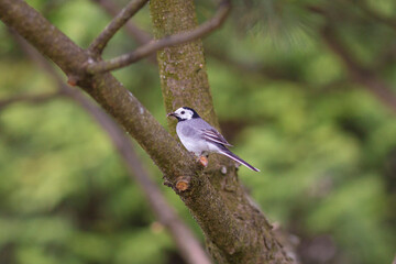 Obraz premium Wagtail bird with insects in beak in summer