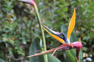 Strelitzia botanical gardenMadeira Portugal