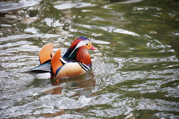 A Mandarin Duck in a Park, Heilbronn, Germany.