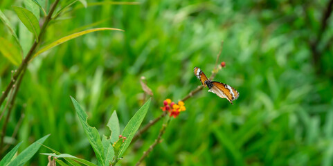 Blurry Flying Plain tiger or African monarch butterfly (Danaus chrysippus) in yellow and red flower habitat background. Beautiful Butterfly Portrait Backround