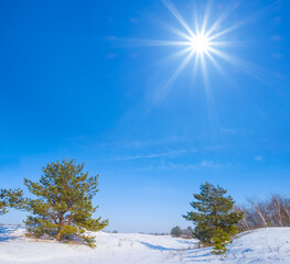 fir tree forest in a snow, winter natural background
