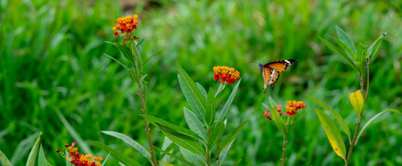 Blurry Flying Plain tiger or African monarch butterfly (Danaus chrysippus) in yellow and red flower habitat background. Beautiful Butterfly Portrait Backround © Bill