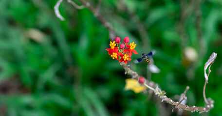 Hoverflies, also called flower flies or syrphid flies, make up the insect family Syrphidae. Hoverfly while flying towards a flower