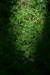 Obraz premium Szenen aus dem Wald