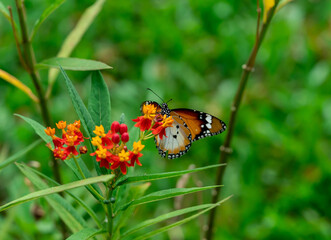 Closeup of  Plain tiger or African monarch butterfly (Danaus chrysippus) in yellow and red flower habitat background. Beautiful Butterfly Portrait Backround