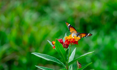 Macro shot of  Plain tiger or African monarch butterfly (Danaus chrysippus) in yellow and red flower habitat background. Beautiful Butterfly Portrait Backround
