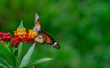Macro shot of  Plain tiger or African monarch butterfly (Danaus chrysippus) in yellow and red flower habitat background. Beautiful Butterfly Portrait Backround