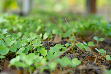 Plant sprouts in the field; pansy seedlings in the farmer's garden , agriculture, plant and life concept (soft focus, narrow depth of field close up)