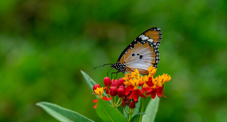 Macro shot of  Plain tiger or African monarch butterfly (Danaus chrysippus) in yellow and red flower habitat background. Beautiful Butterfly Portrait Backround