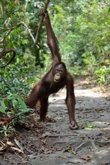 cute young orangutan on the trail in jungles of Borneo 