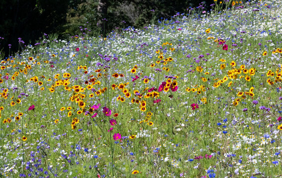 Colourful wild flowers blooming in the grass outside Savill Garden, Egham, Surrey, UK, photographed against a clear blue sky.