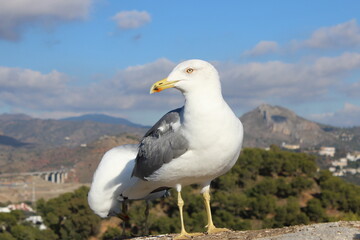 seagull on a rock