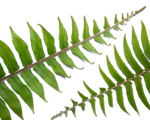 fern leaf isolated on white