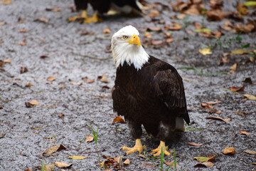 Bald Eagle birds of florida
