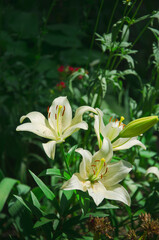 White lily flowers close up natural background