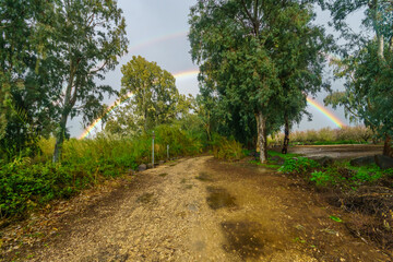 Fototapeta na wymiar Double rainbow behind Eucalyptus trees