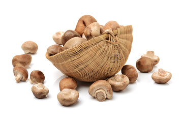 Shiitake mushroom on the White background 