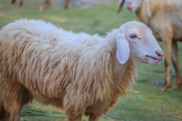 Sheep in the farm and eating the grass.