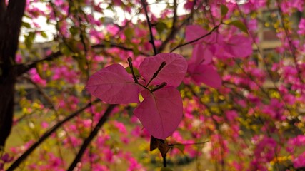 Pink flower with pink hue environment in winter season