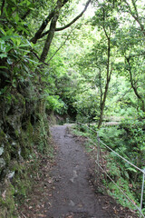 Path hiking trail Levada Madeira Portugal