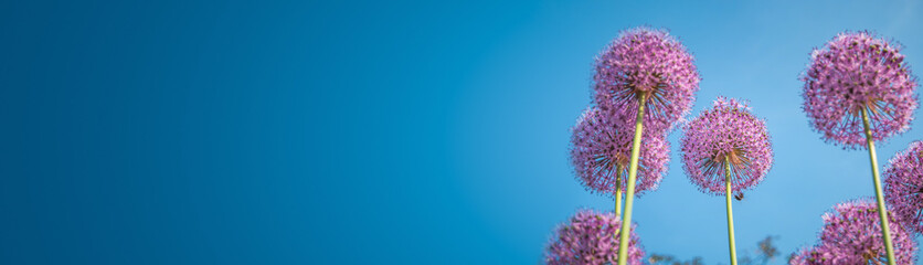 Banner with purple round flowers of giant onion in a garden shot from beneath to view blue sky,...