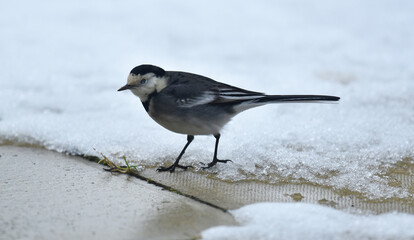 pied wagtail in the snow
