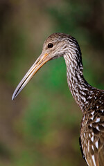 Limpkin Bird of Florida