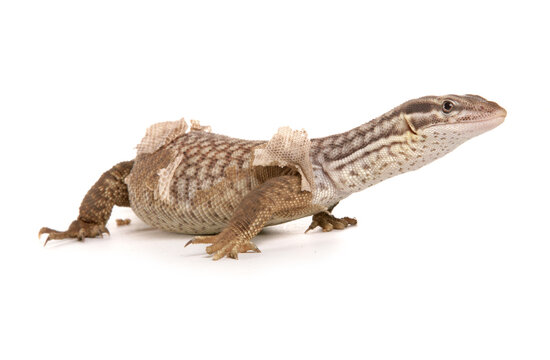 Spiny-tailed Monitor