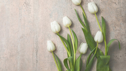 White  tulip flowers on gray  table background with copy space for text. Love, International Women day, Mother day  concept