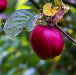 Delicious ripe red apple on a tree branch. A macro photograph.