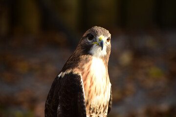 Falken – Falcon in Florida 
