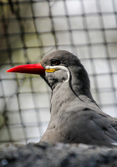 Inca Tern  / Exotic Bird with a mustache 