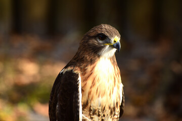 Falken – Falcon in Florida 