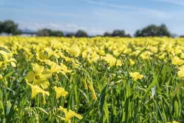 Close-up of yellow wildflowers called Vinaigrettes