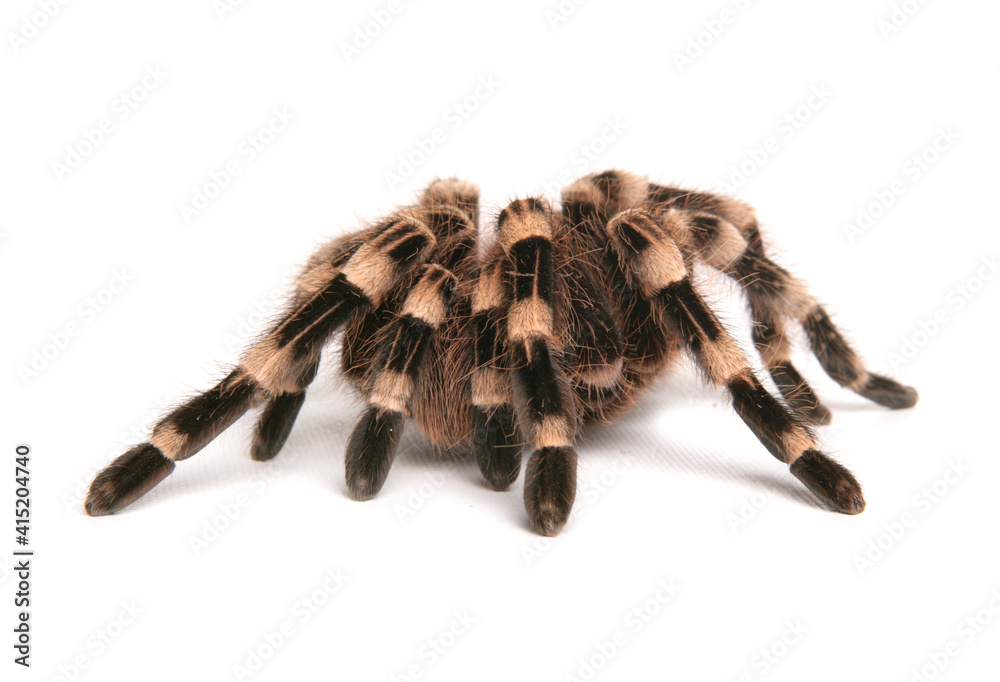 Wall mural brazilian whiteknee tarantula