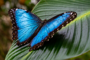 Beautiful close up view of the electric blue morpho butterfly in Costa Rica
