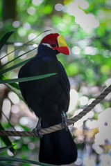 Turaco / Portrait of a Bird 